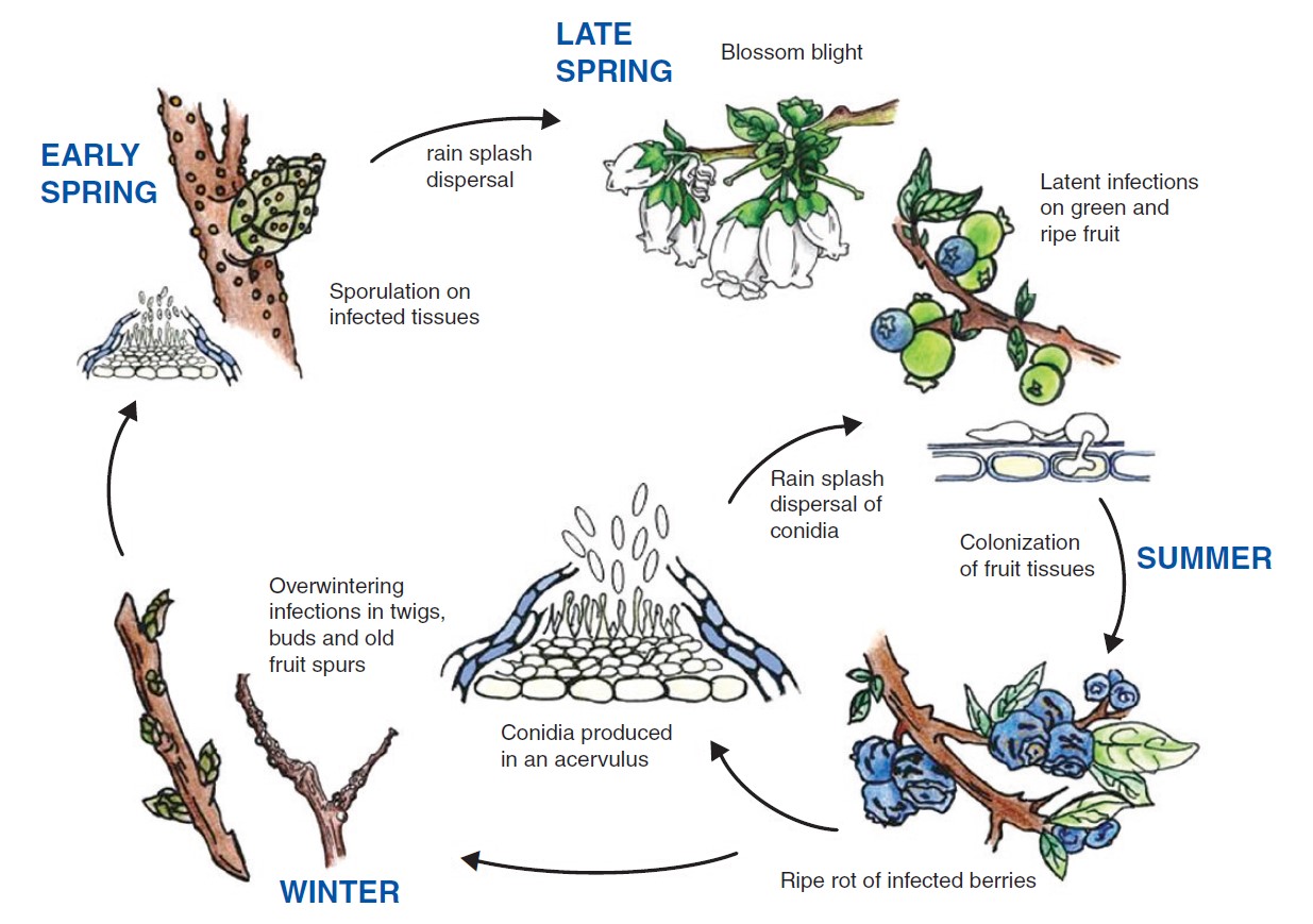 Illustration of the anthracnose disease life cycle.
