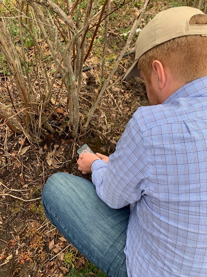 Timothy Miles scouting for mummy berry.