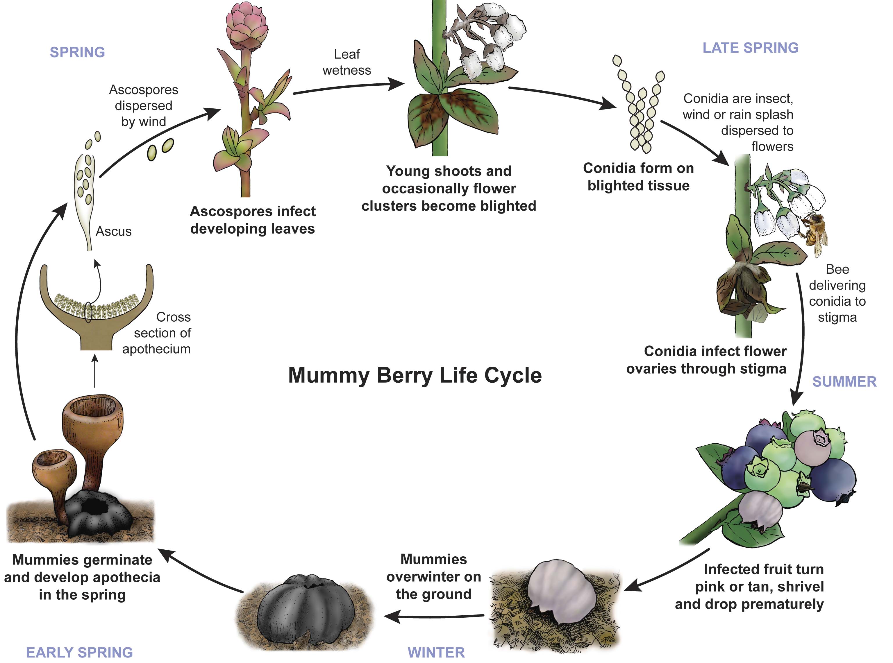  Ciclo de vida de Mummy berry 