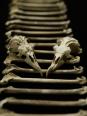 Petrel bones