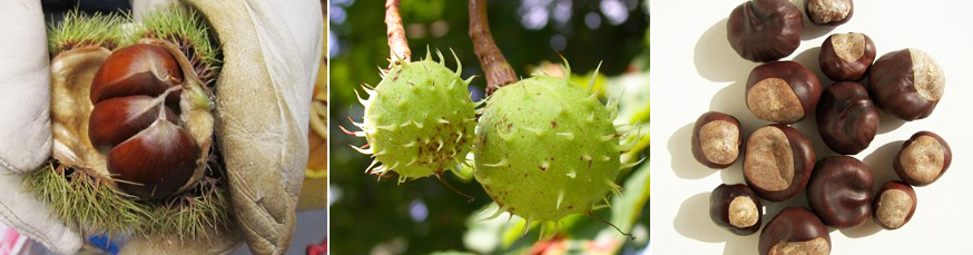 Edible chestnut and horse chestnut