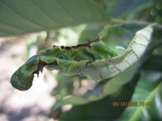 Potato leafhopper feeding damage