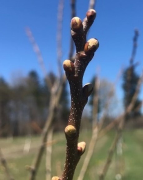 Chestnut branch up close.