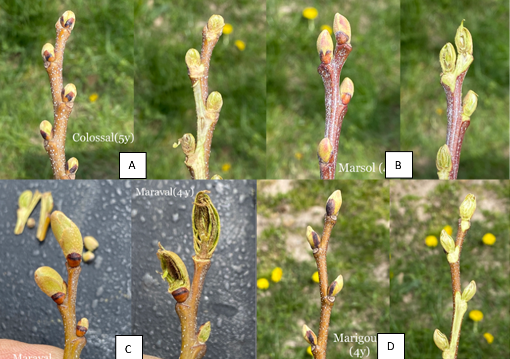 Pictures of eight chestnut cultivars.