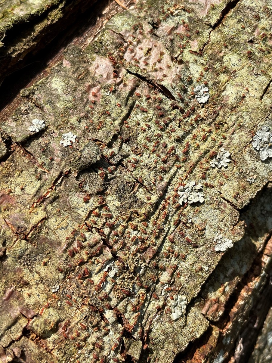 Rust-colored spots on chestnut bark.