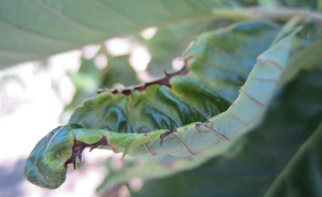 Potato leafhopper feeding damage 