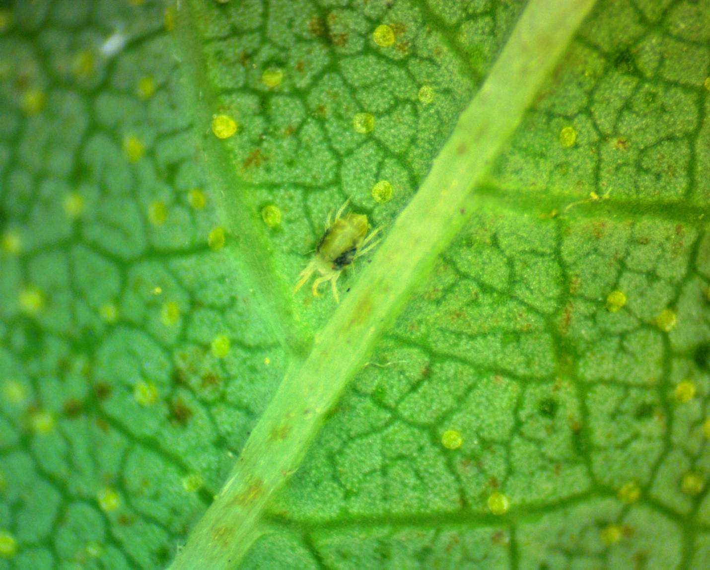 Twospotted adult spider mite 
