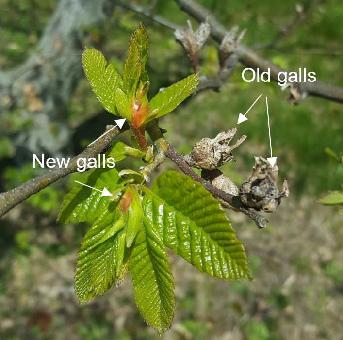 Orange galls on a chestnut leaf.