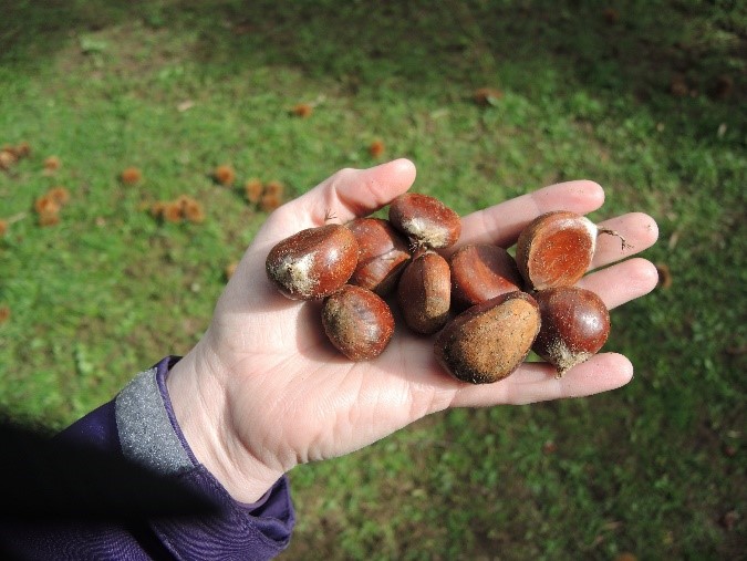 Fresh chestnuts