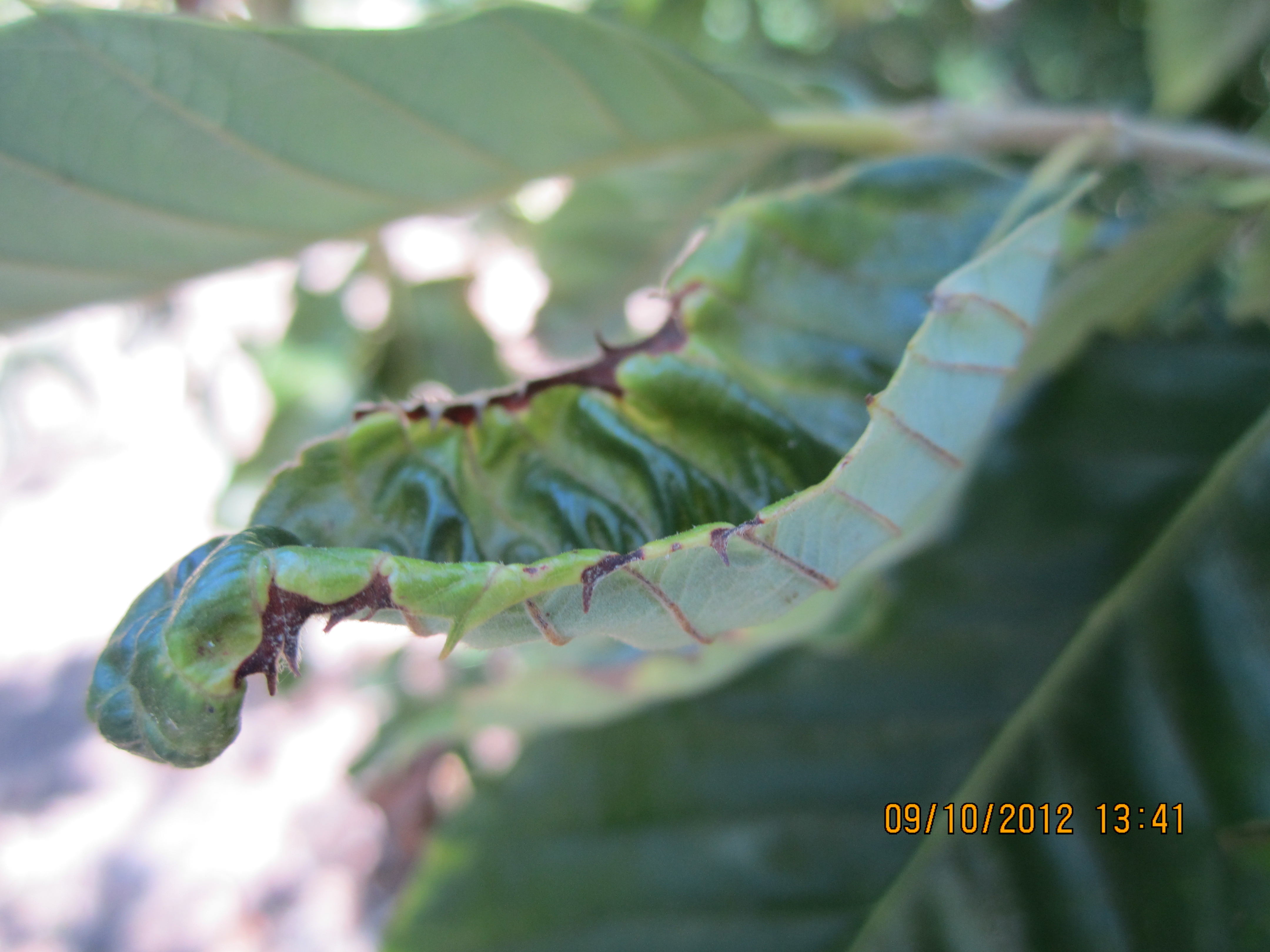 Potato leafhopper feeding damage to chestnut causing leaf cupping and necrotic margins. Photo by Erin Lizotte, MSU Extension.