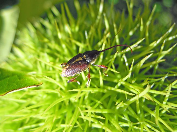 Large chestnut weevil on bur