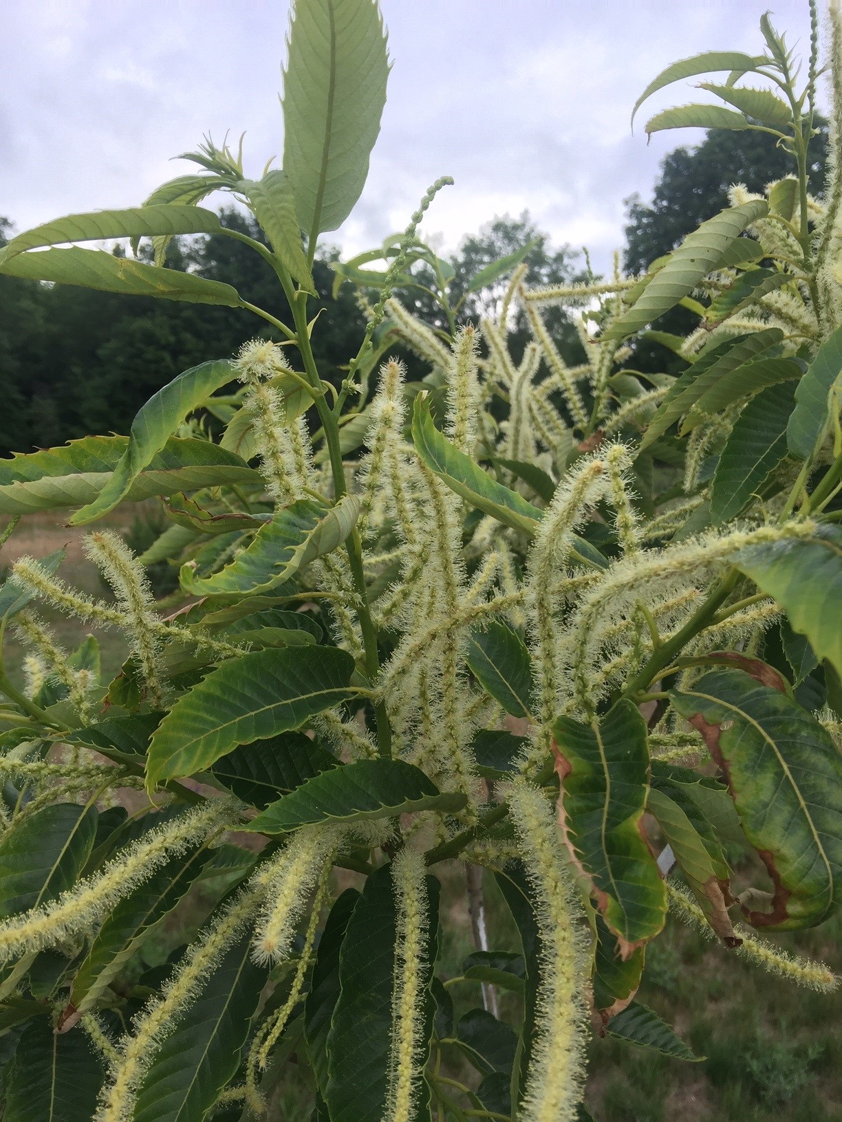 Marigoule chestnuts with feeding damage.