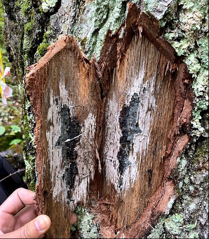 A mycelial mat present on an oak tree.