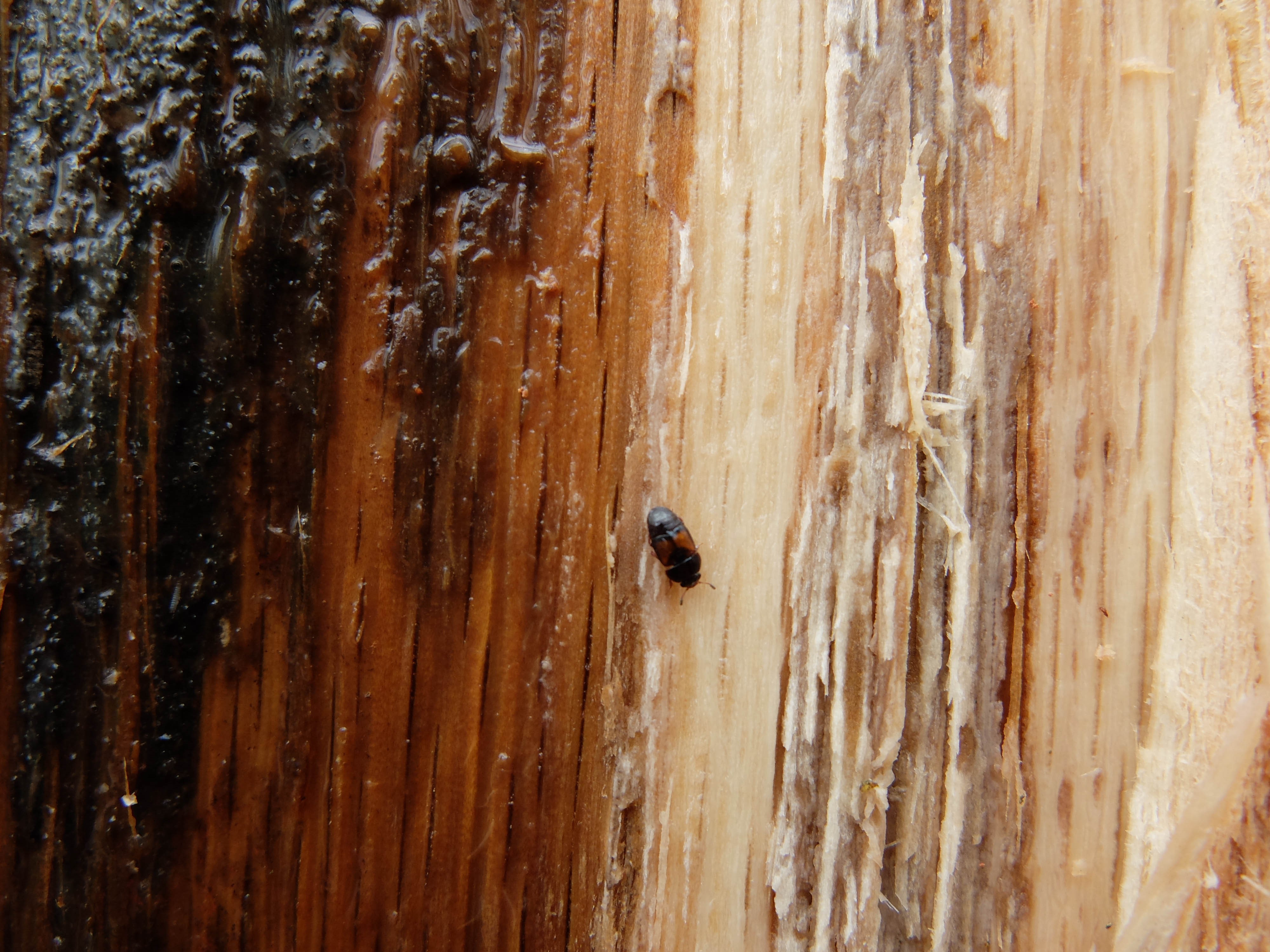 A tiny beetle on an oak tree.