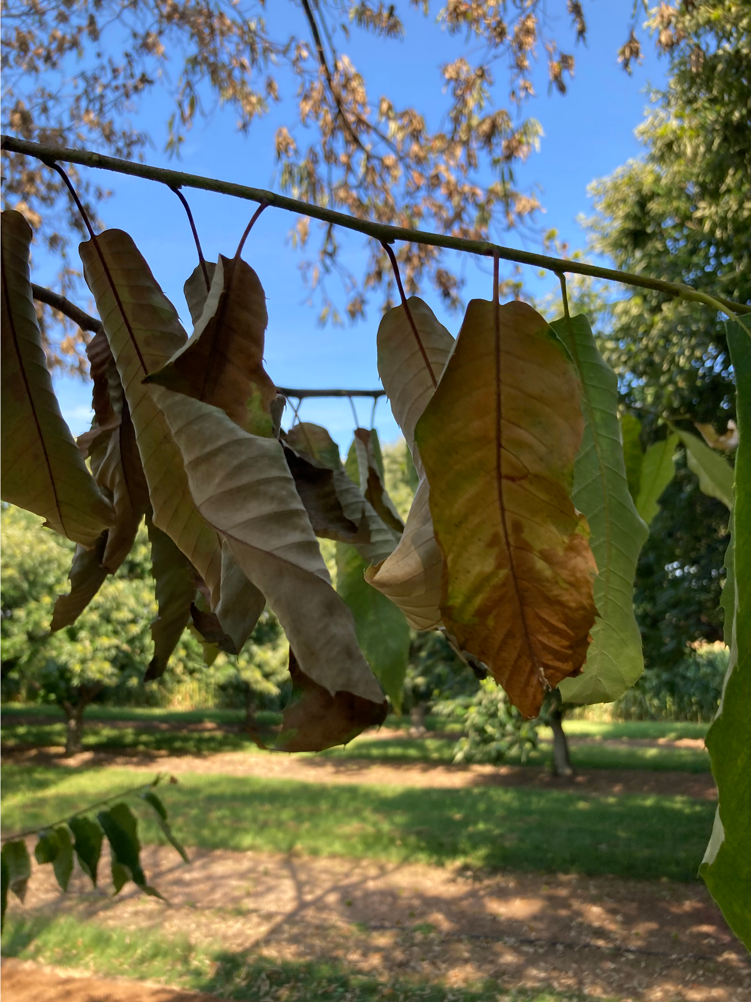 Leaves on chestnut trees affected by oak wilt.