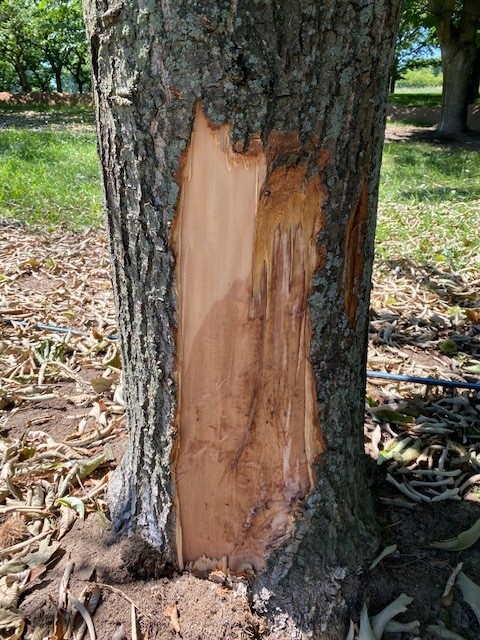 Dark appearance on chestnut tree.