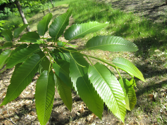 Actively growing terminal chestnut shoot