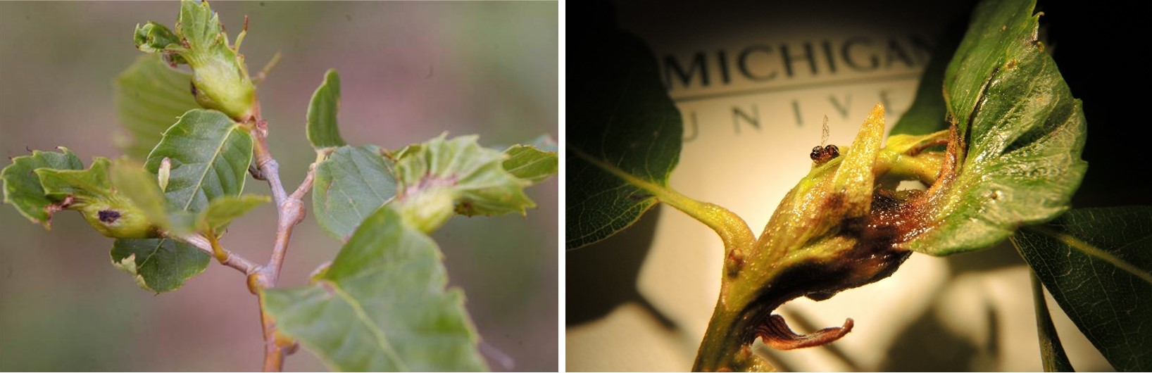 Asian chestnut gall and damage