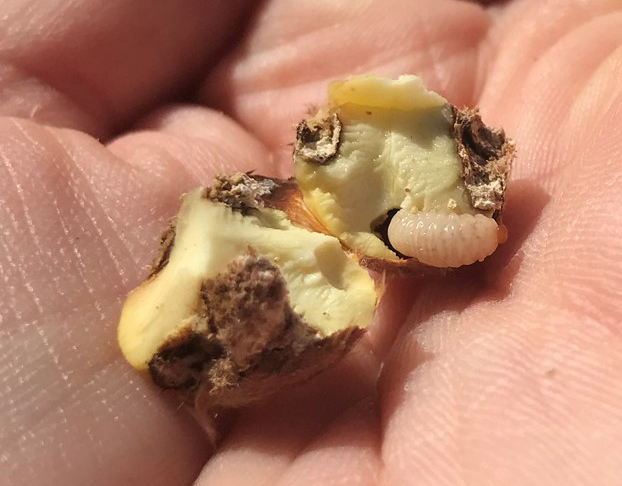 Chestnut weevil larvae and damaged chestnut kernel
