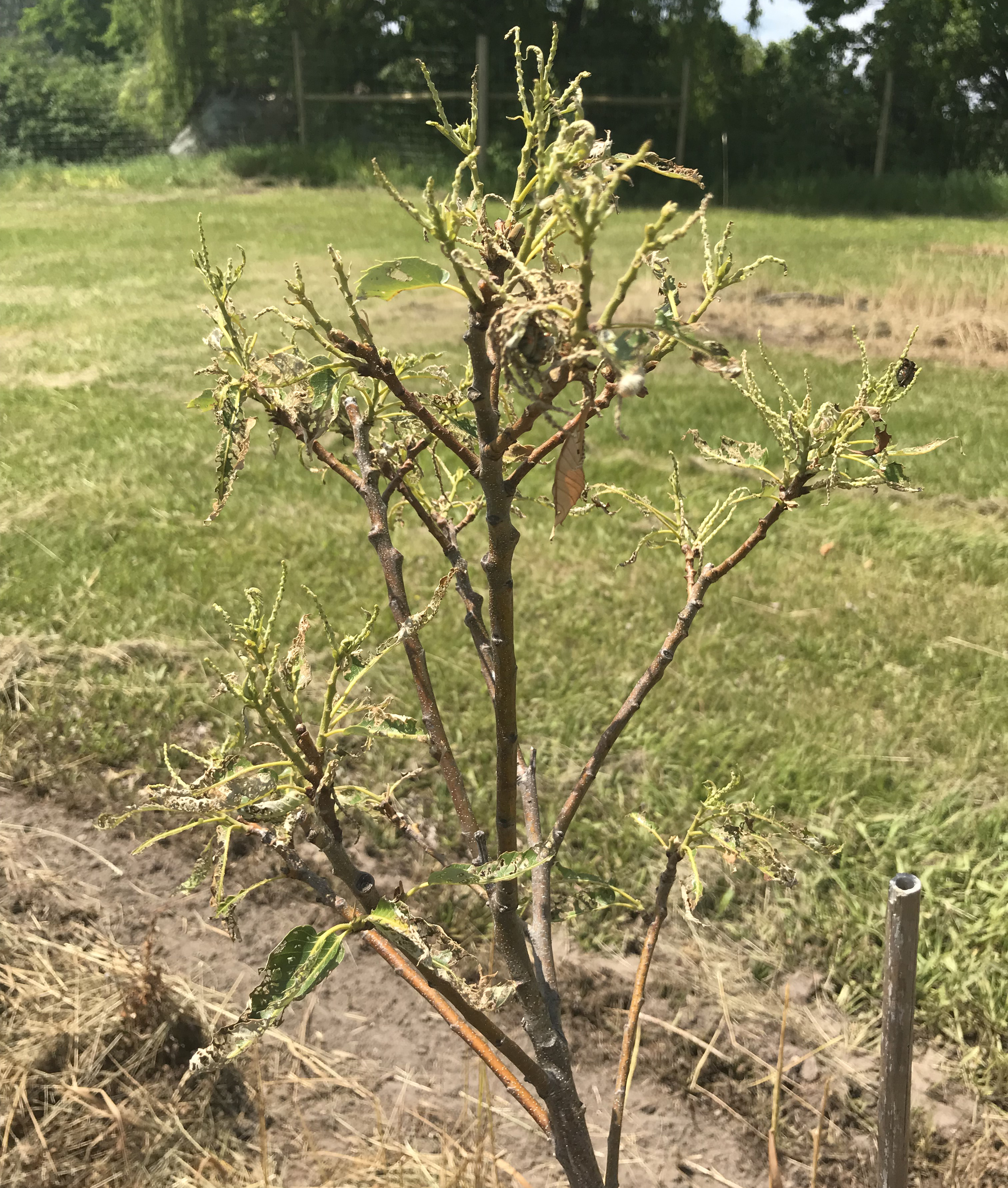 Japanese beetle damage on chestnut plant.