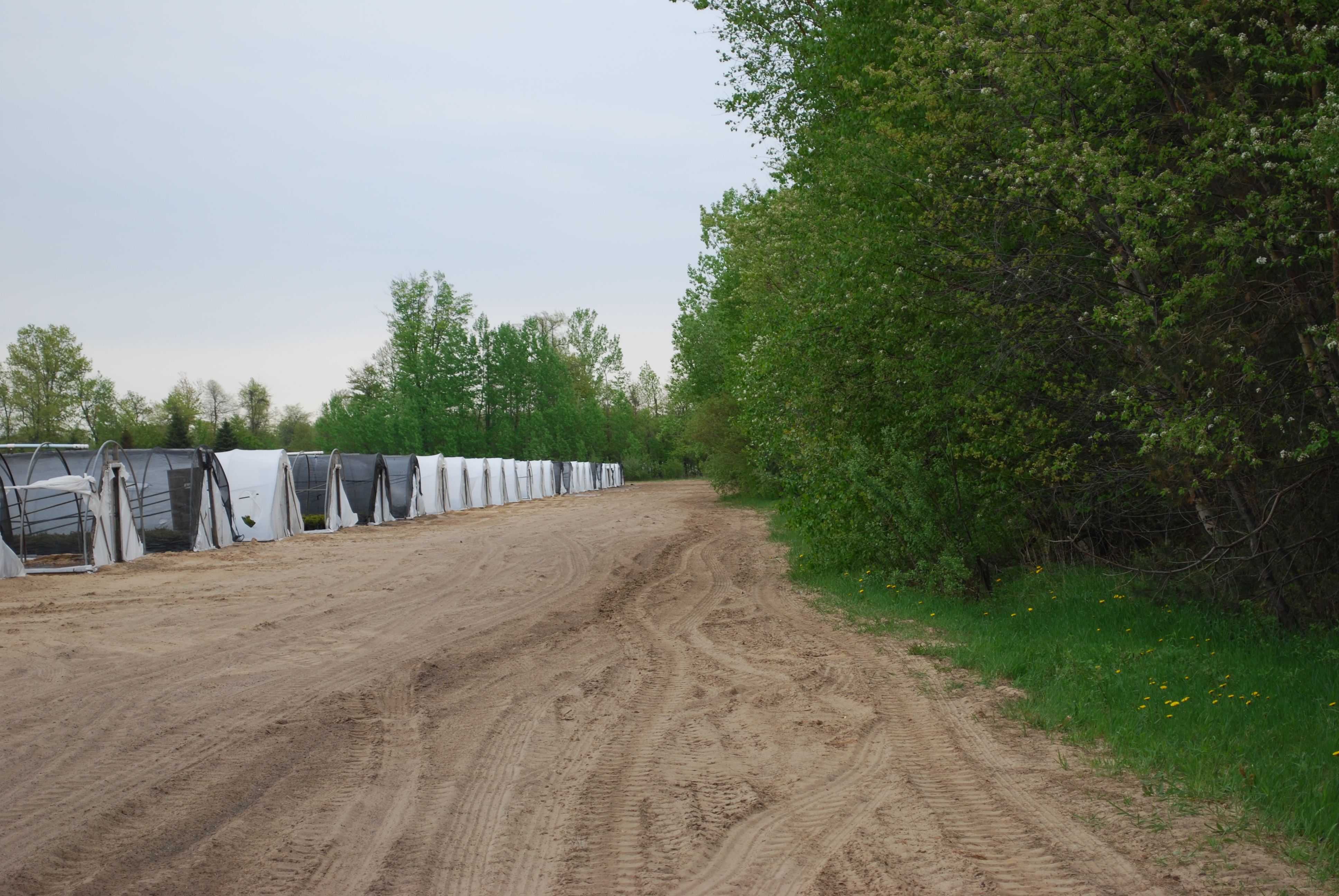 Fence line.