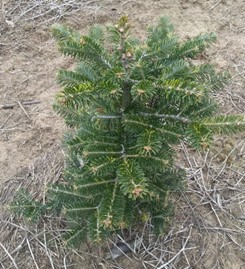 Irregular and stunted growth of conifer tree.