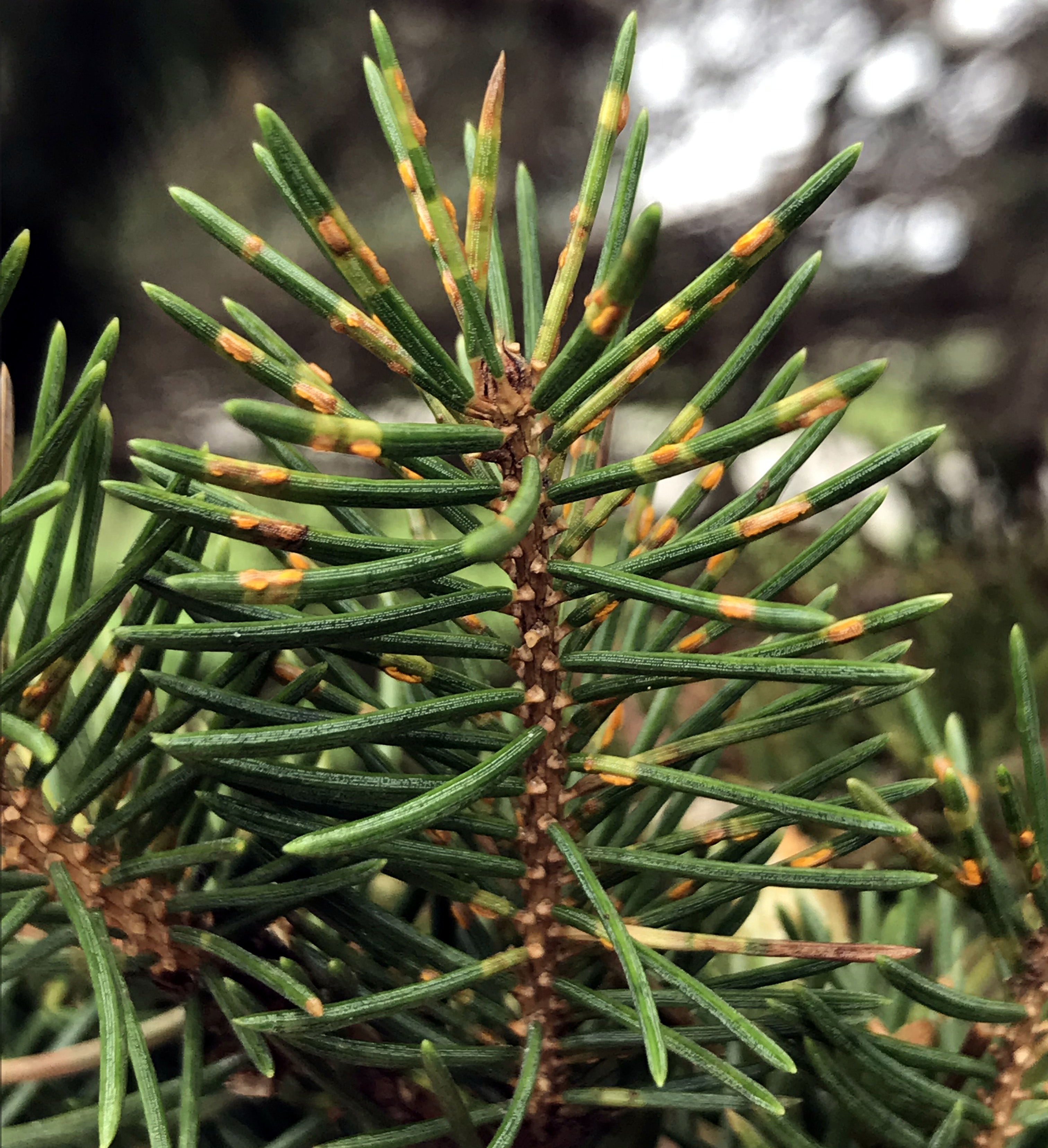 Orange pustules/spots