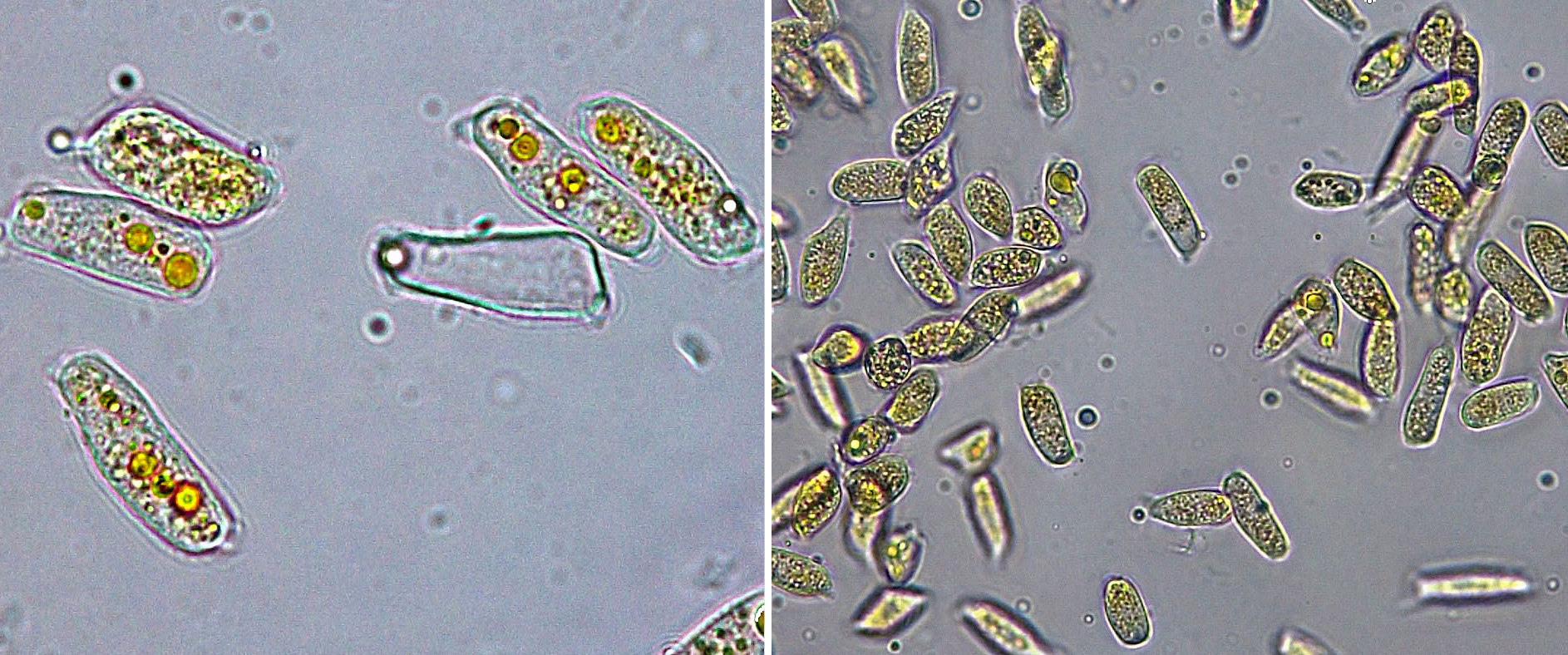 closeup view of the orange spores