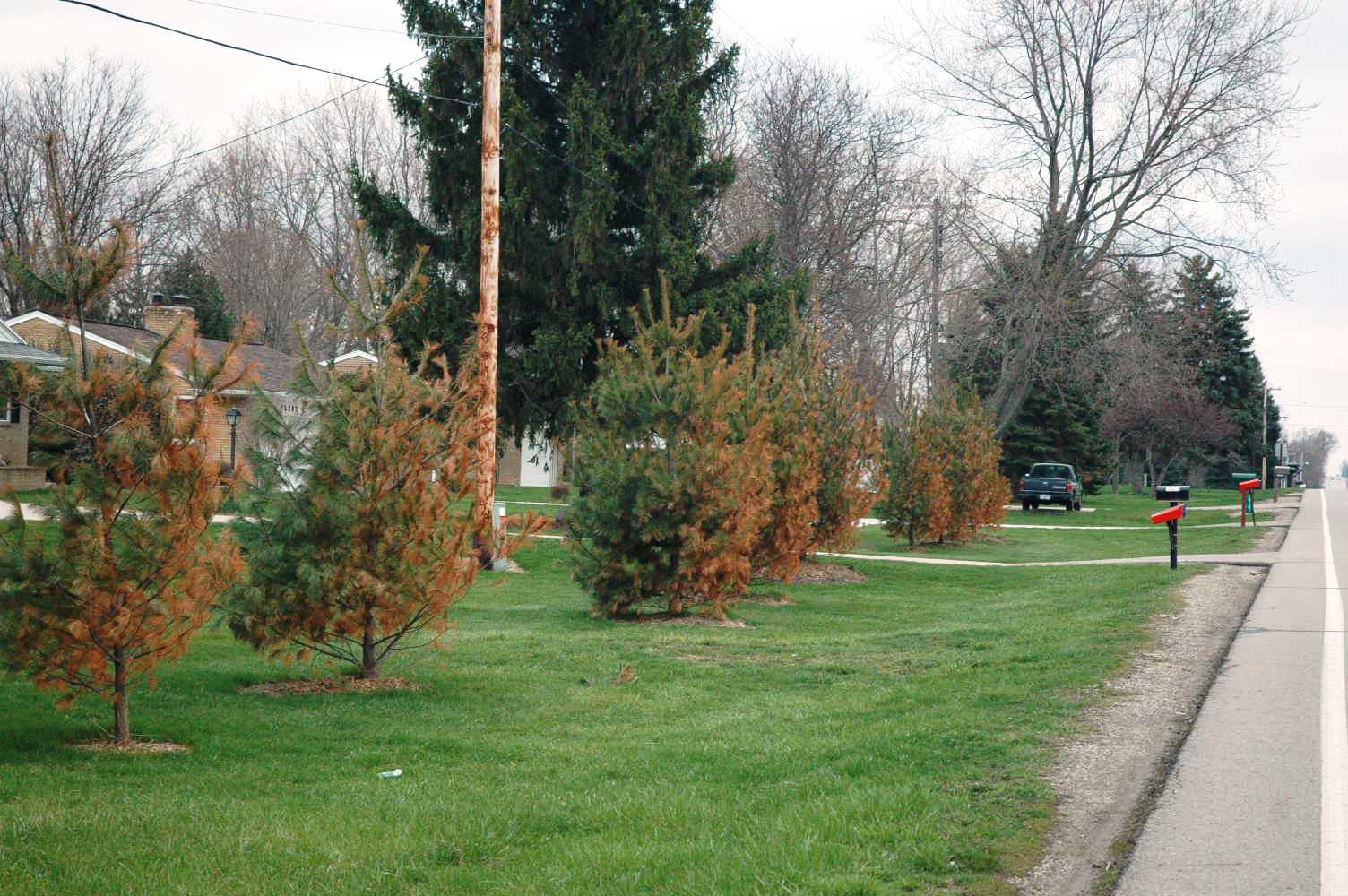 Why are my pine trees turning brown? - MSU Extension