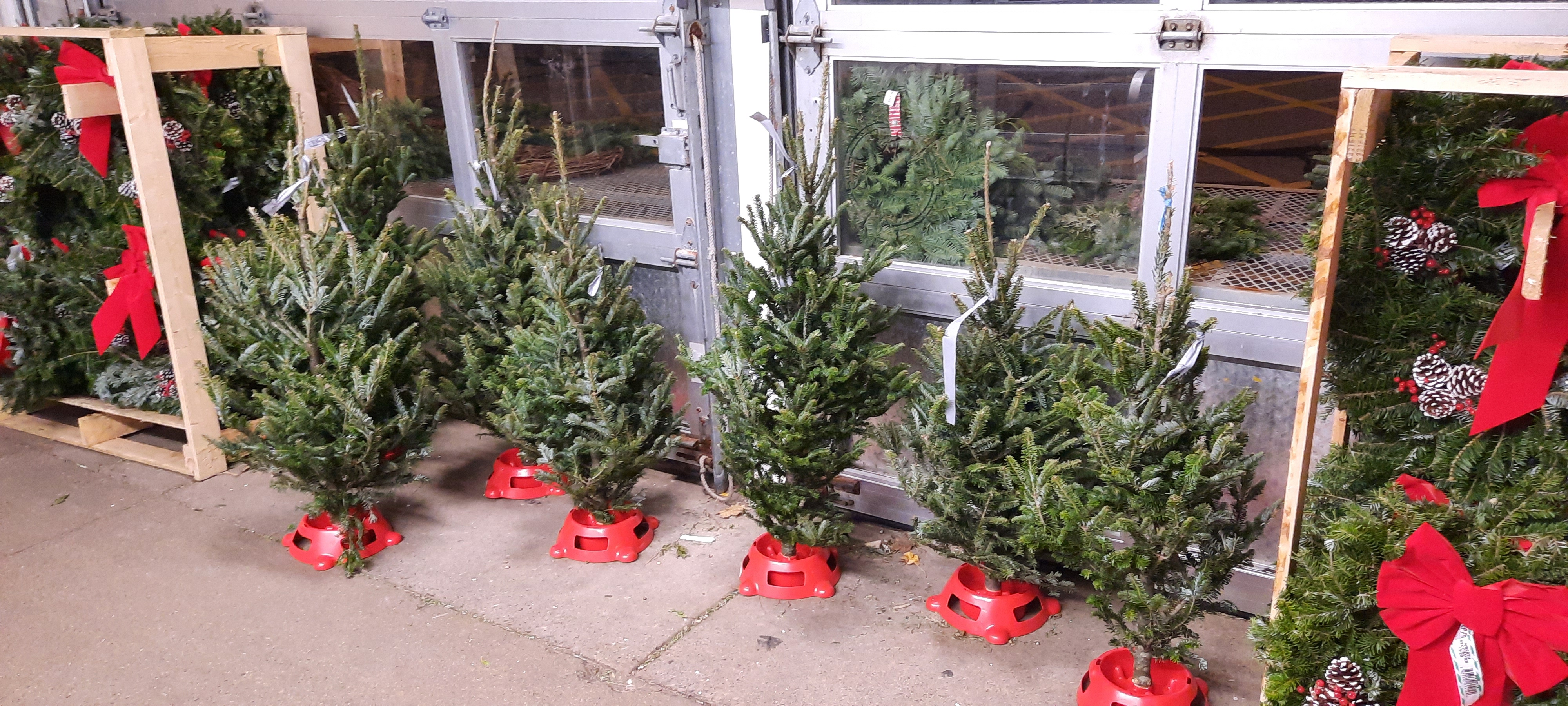 Cut tabletop Christmas trees on display for sale at a store.