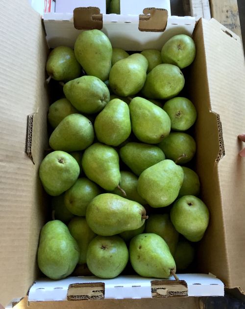 Bartlett pear are being harvested this week in southwest Michigan. All photos: Bill Shane, MSU Extension.