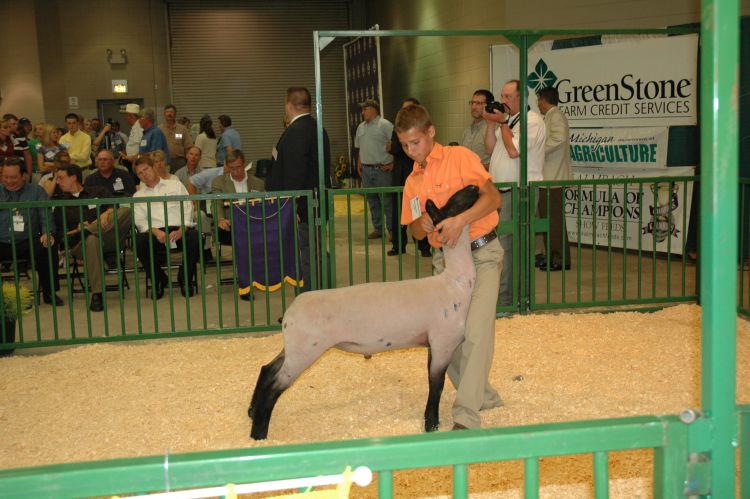 Confidence is important when walking in the show ring. Photo credit: ANR Communications | MSU Extension