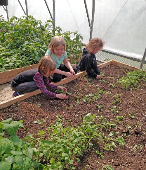 Webster School students prepare one of the beds for planting the seedlings they nurtured from seed as part of their classroom project during a field trip to the MSU North Farm in Chatham, Michigan.
