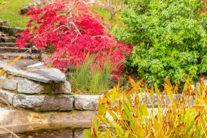 Caring for water gardens in fall reduces problems in winter and spring