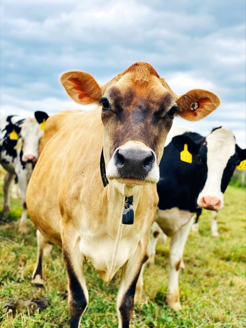 Are Holstein or Jersey cows more profitable? - Dairy