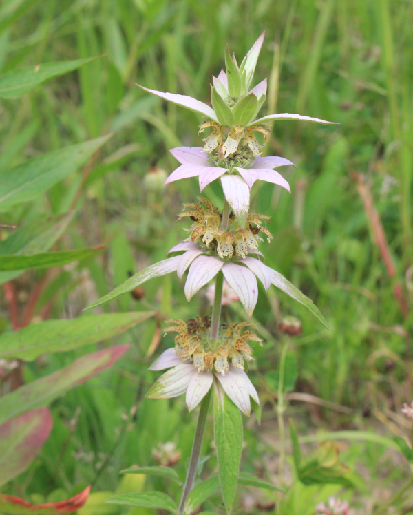 Horsemint Spotted Bee Balm Native Plants And Ecosystem Services