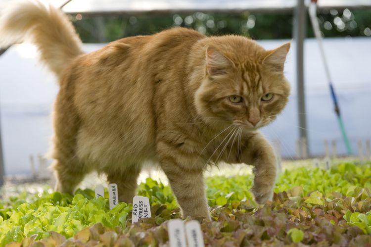 Cat in greenhouse