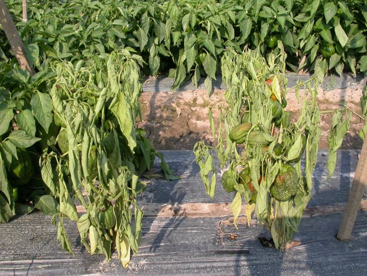 Wilting of pepper plants infected with Phytophthora crown and root rot.