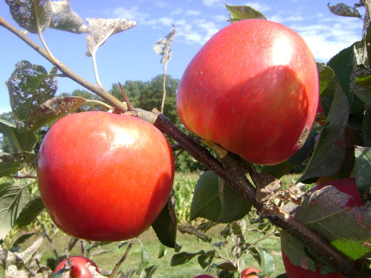 Honeycrisp apples.