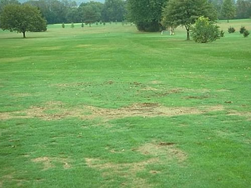 Damage to gold course grass from animals 