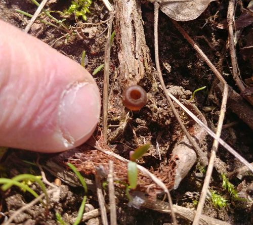 Mummy berry apothecia