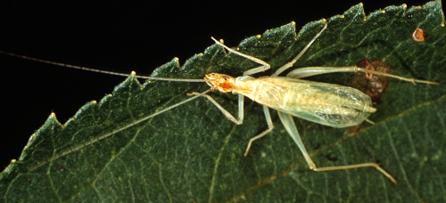 Adult resembles a field cricket, but is pale green and has a longer, slender body and smaller head. Antennae are much longer than the body. 