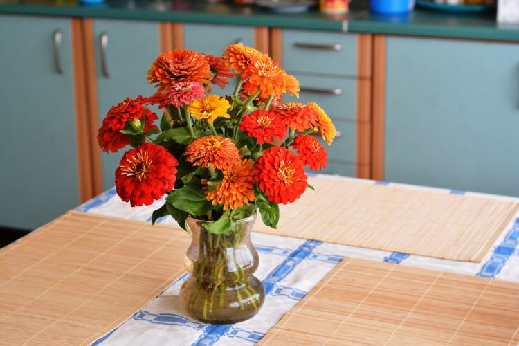 Zinnias are available in a variety of colors, forms and sizes.