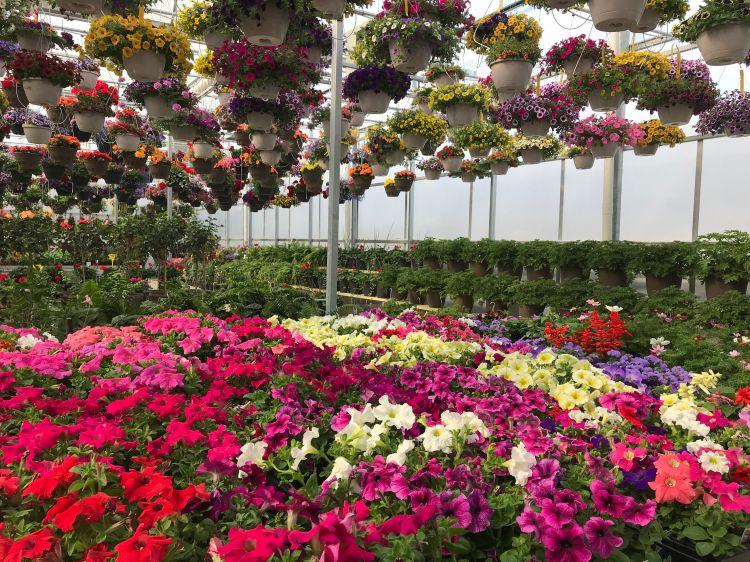 Assortment of flowers in a greenhouse.