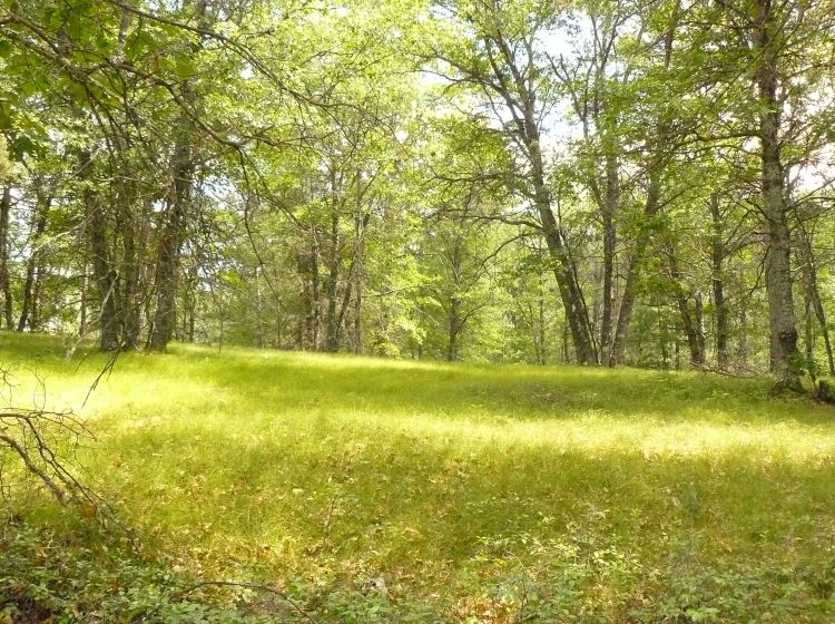 An oak woodland destined to become an open field due to long-term deer pressure.