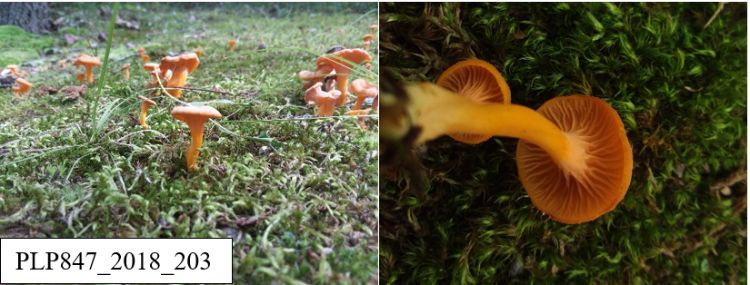 Craterellus ignicolor (PLP847_2018_203). C. ignicolor fruiting bodies growing at the base of oak trees in moss, which is characteristic of this species (left). The false gills of this genus are a major defining character (right).
