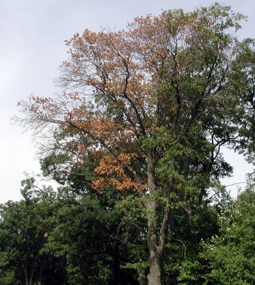 Oak wilt disease on an oak tree. Photo credit: Joseph O’Brien, USDA Forest Service, Bugwood.org