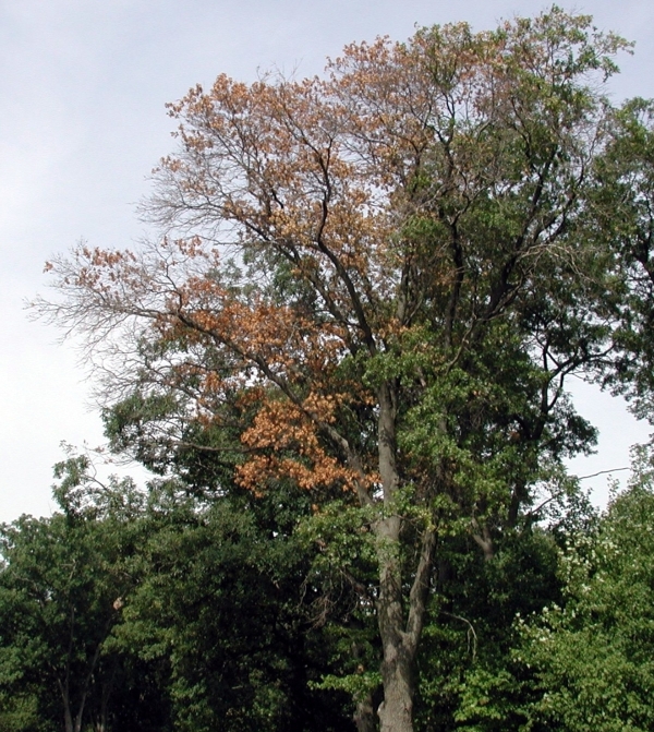 Oak wilt Diagnosing and preventing  MSU Extension