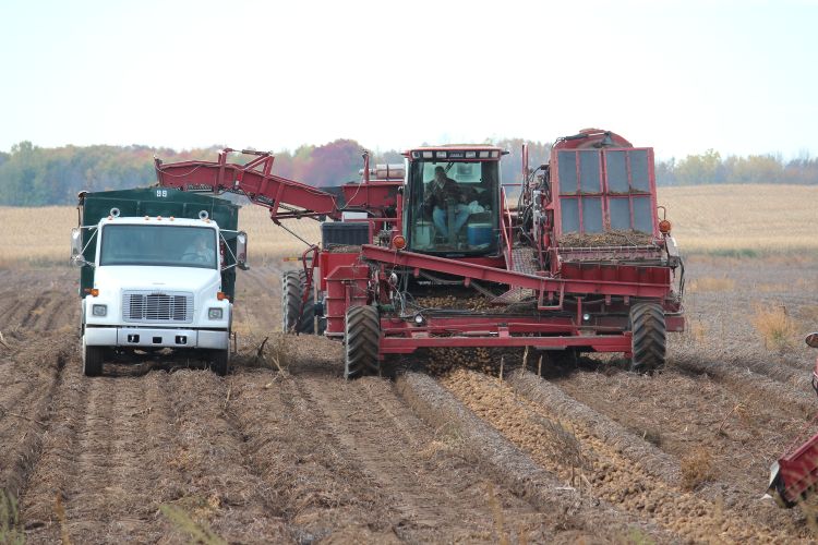 Potato harvest