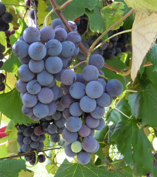 Concord grapes